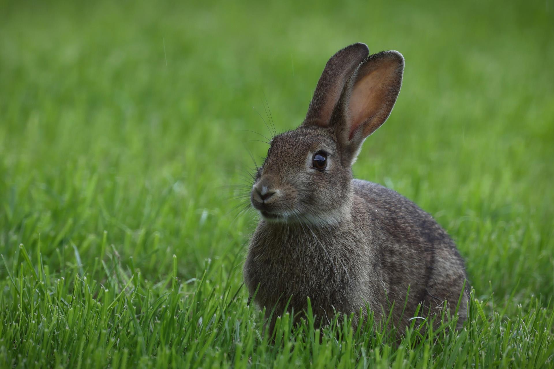 Rabbit calicivirus RHDV-K5 to be released